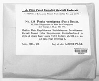 Poria versipora image